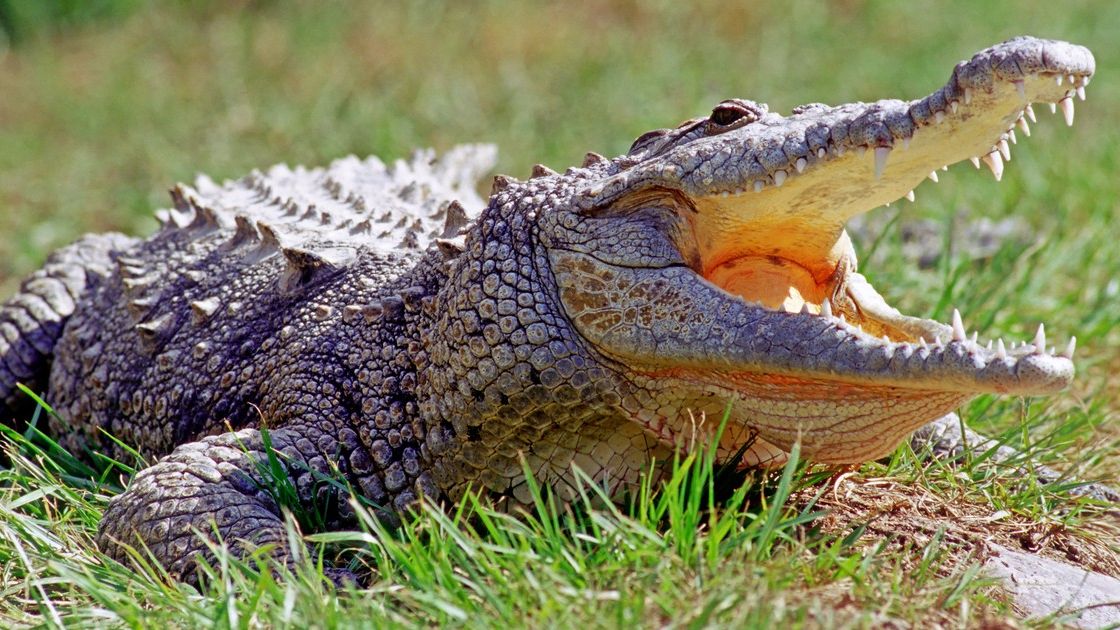 Panenské početí: vědci zaznamenali první případ samobřezosti u krokodýlů